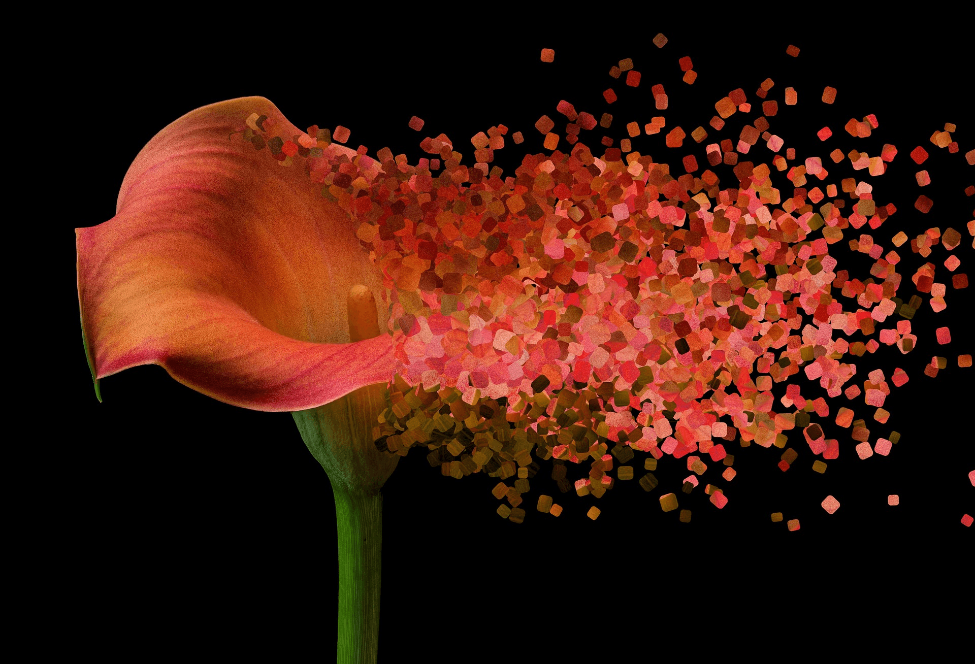 Editing & Visual Effects